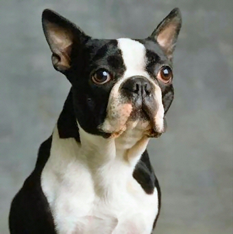 boston-terrier.jpg