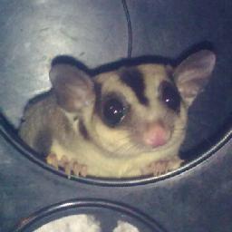 Sugarglider.jpg