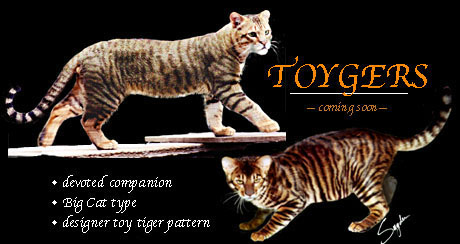 2toygers.jpg