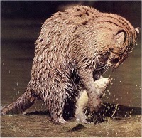 FISHING CAT3.jpg