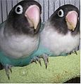 115px-Masked_Lovebird_(blue_mutant).jpg