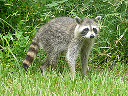 250px-Procyon_lotor_(Common_raccoon).jpg