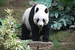 260px-Grosser_Panda.jpg