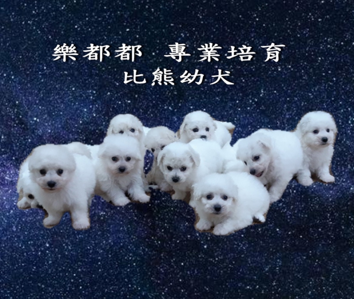 比熊幼犬02.jpg