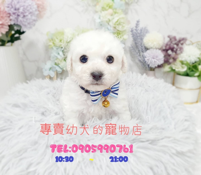 比熊幼犬.jpg