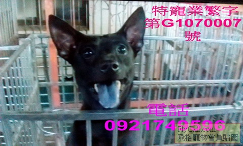 台灣犬可樂新.jpg