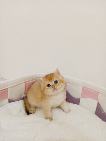 LINE_ALBUM_小猫_221212_3.jpg