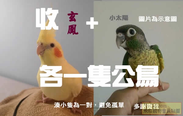 玄鳳小太陽j.jpg