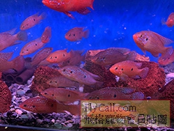 要賣的魚02.jpg